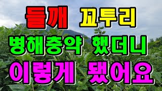 들깨다수확 / 들깨 수확전 병해충방제 꼭 해야합니다 / 들깨꼬투리, 깨통 대박입니다 / 들깨수확시기