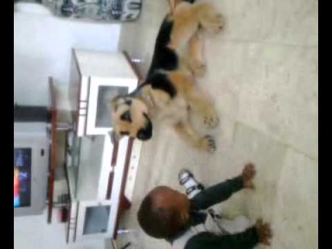 Fahmi n the doll dog