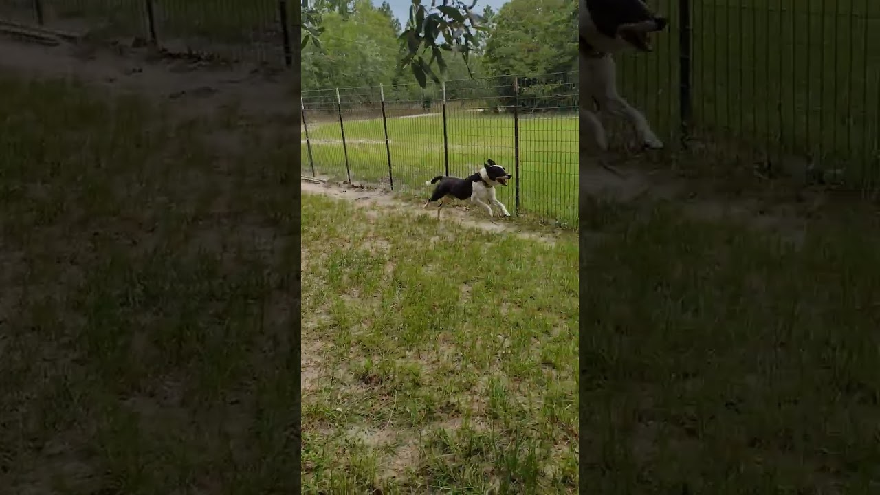 Rusty, a ADOPTABLE mixed breed in Camden, SC video 6/6
