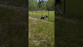 Video preview image #1 Border Collie-Unknown Mix Puppy For Sale in Camden, SC, USA