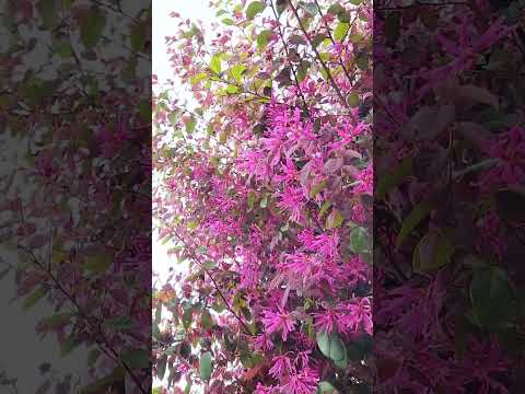 忍び寄るセアノサス インタビュー マリー・サイモン