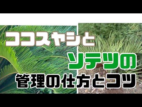 ブルードワーフヤシ、<i>Chamerops humilis var cerifera</i>