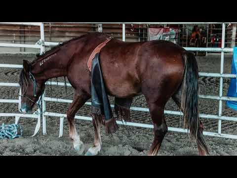 Player’s Choice 2020 Extreme Mustang Makeover Week 2 Summary