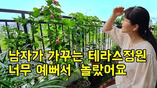 남자가 가꾸는 한여름 식물 테라스 정원(이케아마루시공 후 1년)