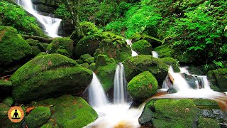 🔴 Relaxing Sleep Music 24/7, Calm Music, Yoga, Sleep Meditation, Spa, Study Music, Flowing River