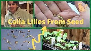 How to Grow Growing Calla Lilies Lily from Seed- From Collected Saved  Calla Lily Seeds