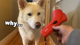 Pet Treat Launcher Review - The WORST Dog Toy EVER