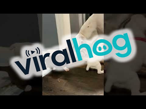 Doggie Dad Plays With His Puppies || ViralHog