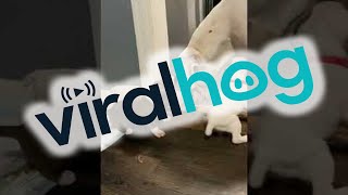 Download lagu Doggie Dad Plays With His Puppies || ViralHog mp3