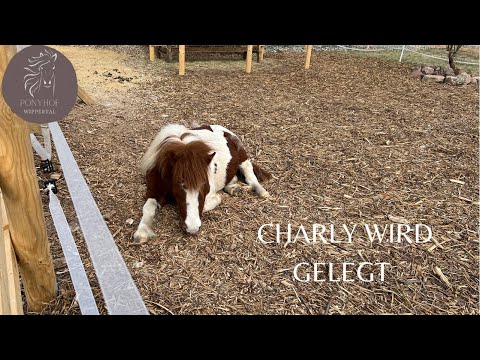 3-jähriger Shetty Hengst wird gelegt