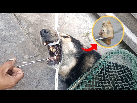 A stray dog with a bone stuck in its mouth is saved by rescuers