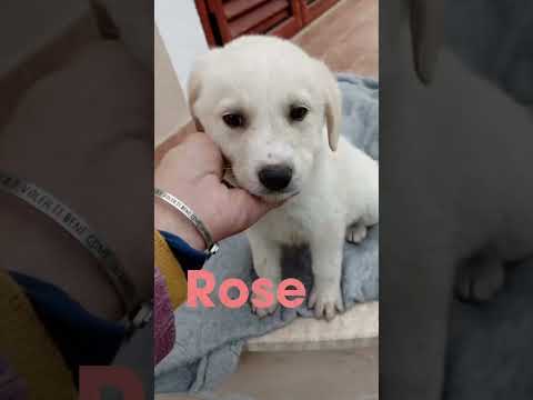 Regalo Cuccioli di 2 mesi cercano adozione 