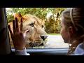 You Won T Believe What Happened At Vinpearl Safari Phu Quoc Vietnam S BEST Zoo 4K