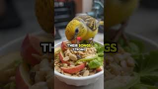 Download lagu Cara Merawat Burung Kenari 🐤✨ Tips untuk Burung yang Bahagia dan Suka Bernyanyi! mp3 Download lagu Cara Merawat Burung Kenari 🐤✨ Tips untuk Burung yang Bahagia dan Suka Bernyanyi! mp3