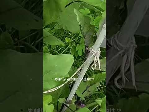 耐寒性野菜：気温や地温はどれくらい？  庭園