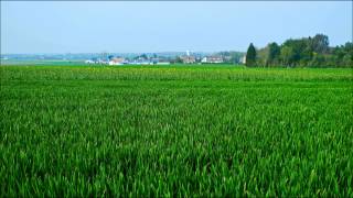 The Corsairs - The Green Fields of France