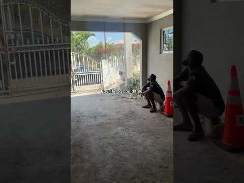If Dogs Could Talk