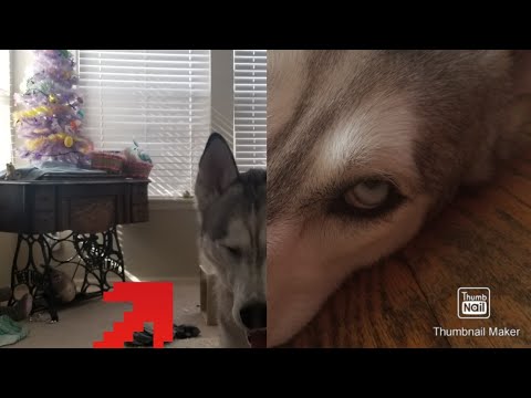 Dog a bunch of Ibby videos in one