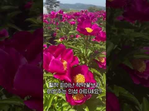의성은 지금, 작약 꽃망울이 터지는 중♡