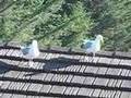 The Crazy Gulls
