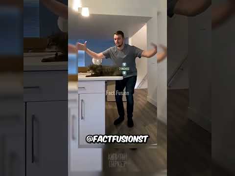 Спидран для чайников, лапы кошек!