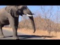 Elephant Speaking Loud Clear In Kruger Park South Africa