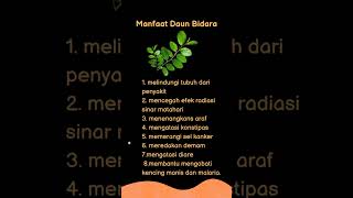 Download lagu MANFAAT DAUN BIDARA mp3