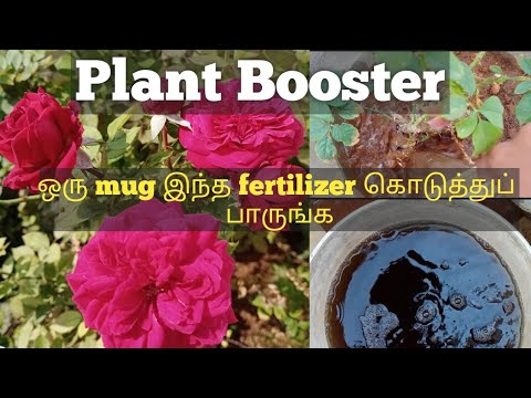 Strong and Best Fertilizer for all Plants/best bloom booster for all plants in tamil