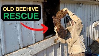 Saving a 12-year old honey bee hive (Removal & Relocation)