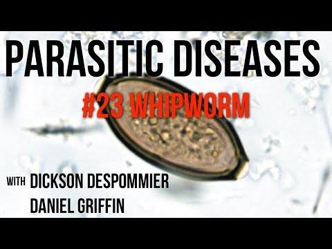 Parasites Without Borders, Parasitic Diseases Lectures #23: Whipworm