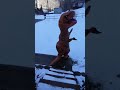 Fart Spray Dinosaur Prank