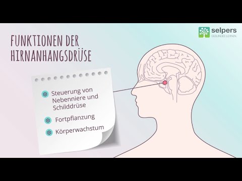 Akromegalie und Wachstumshormon - Wachstum verstehen (Experte erklärt)