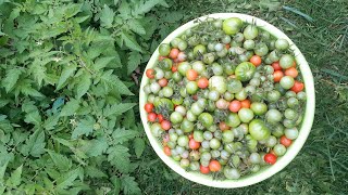 আমার শখের বাগান থেকে কতগুলা চেরি টমেটো পেরেছি দেখেন সবাই। আলহামদুলিল্লাহ মাশাআল্লাহ।