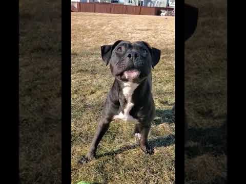 Bronx, an adopted Pit Bull Terrier & Boxer Mix in Schaumburg, IL_image-1