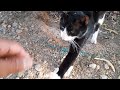 Visiting And Feeding The Tuxedo Cat In The Park JunPetsWorld