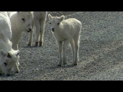 Tiere vor der Kamera