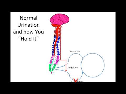 How Does Spinal Cord Injury Effect the Bladder?