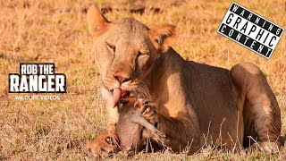 Download lagu Terrified Baby Warthog Devoured by Lions!! | Buffalo Springs | Zebra Plains On Tour mp3