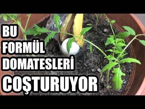 , title : 'Domates Fidesi Coşturan Formül (tomato)'