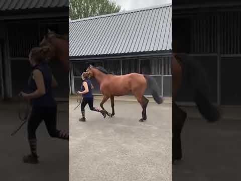 Video 5