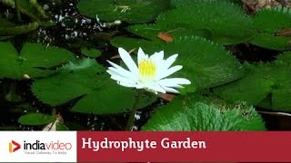 Hydrophyte Garden in Nilambur