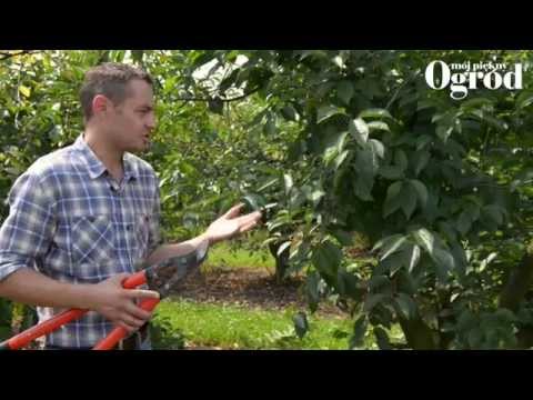 How to prune a cherry tree