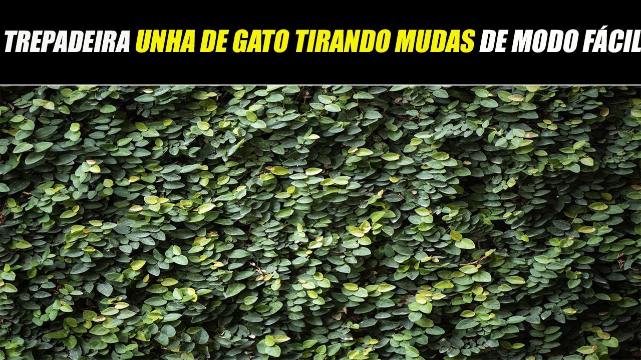 Trepadeira UNHA DE GATO-  Faça você mesmo as mudas de forma simples e fácil.