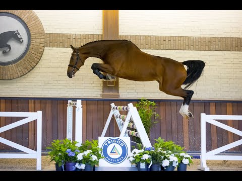 Namonika GE (Zirocco blue VDL x Heartbreaker) - Mare - 23-03-2018