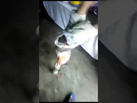 Budak jatuh dengan gulai