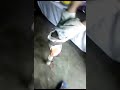 Budak Jatuh Dengan Gulai