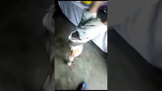 Download lagu Budak jatuh dengan gulai mp3 Download lagu Budak jatuh dengan gulai mp3