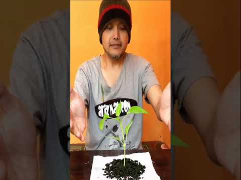 video viral tanaman bisa tumbuh cepat video-viral-tanaman-bisa-tumbuh-cepat