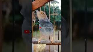 Download lagu Masteran Prenjak Betina Gacor. Shorts# mp3