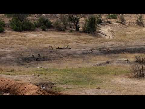 Djuma: Warthog family of three - 12:05 - 08/28/18